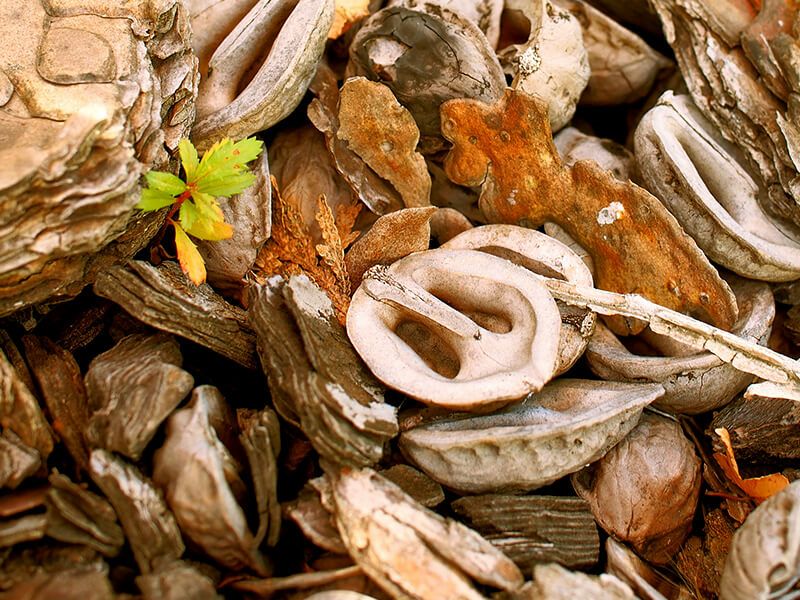 くるみの殻　観葉植物やお庭のマルチング材に