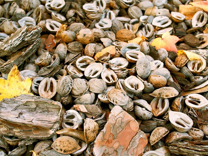 くるみの殻（500g・1kg）観葉植物やお庭のマルチング材にKURUMI
