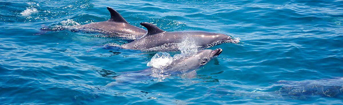 イタリア サルデーニャ島の海をイメージ