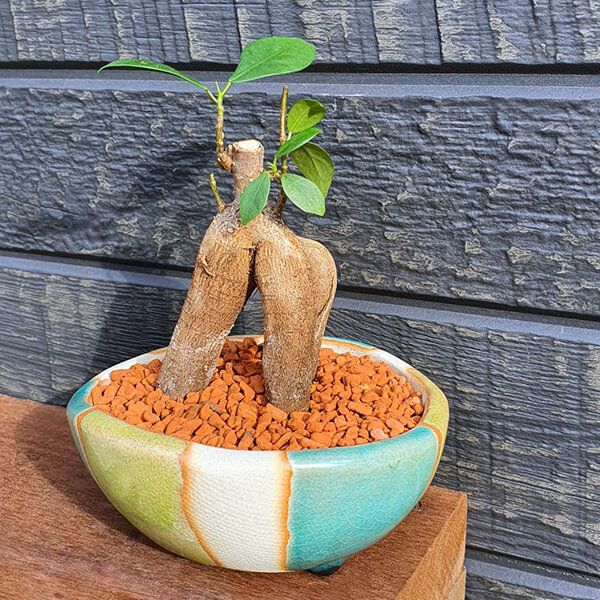 イメージ（こちらの色は完売しております）